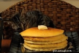 200 Delicious Food-Inspired Names for Your New Cat