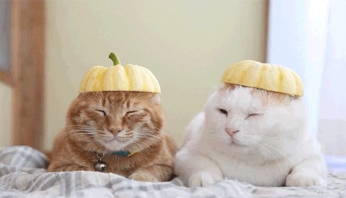 200 Delicious Food-Inspired Names for Your New Cat