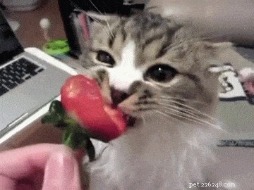 200 Delicious Food-Inspired Names for Your New Cat
