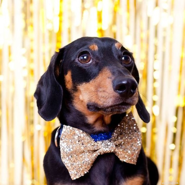 25 Must‑Have Stocking Stuffers to Delight Your Pet