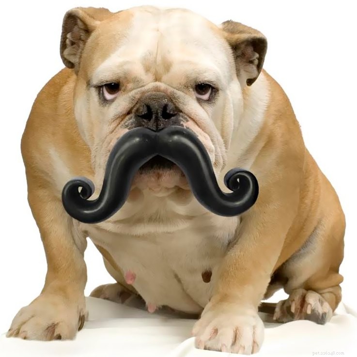 25 Must‑Have Stocking Stuffers to Delight Your Pet