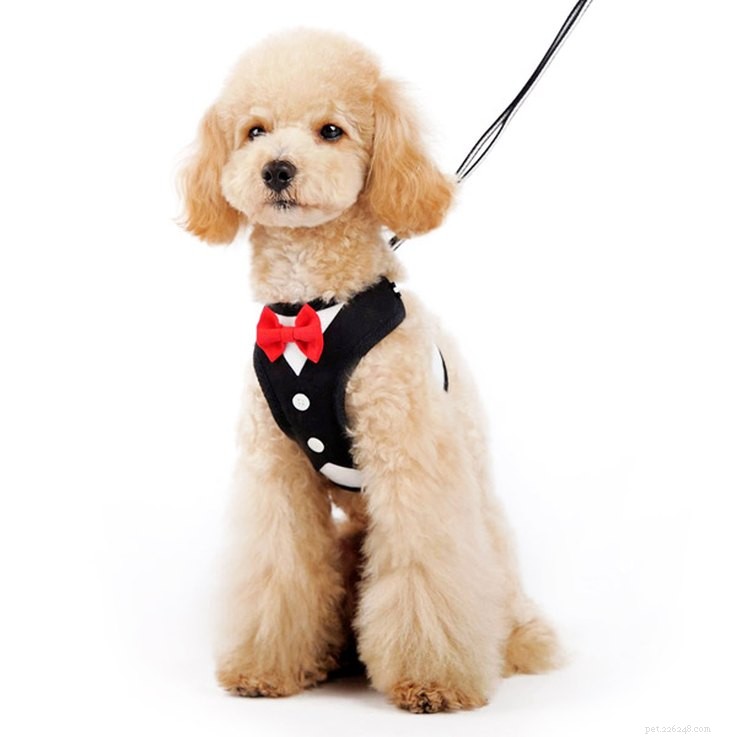 25 Must‑Have Stocking Stuffers to Delight Your Pet