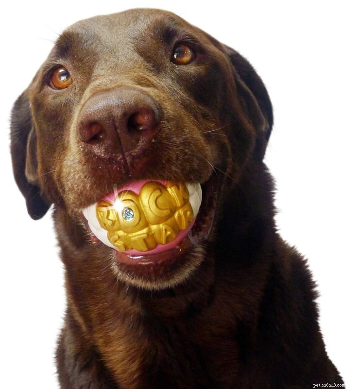 25 Must‑Have Stocking Stuffers to Delight Your Pet