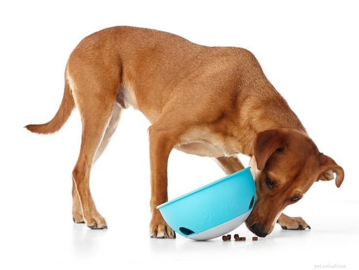 25 Must‑Have Stocking Stuffers to Delight Your Pet