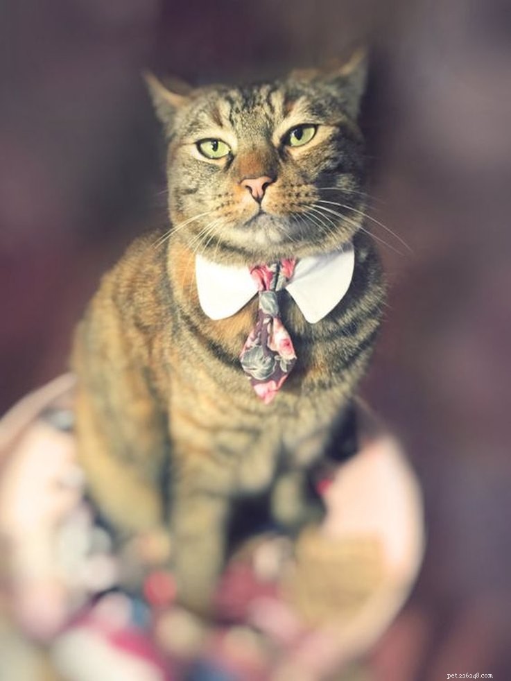25 Must‑Have Stocking Stuffers to Delight Your Pet