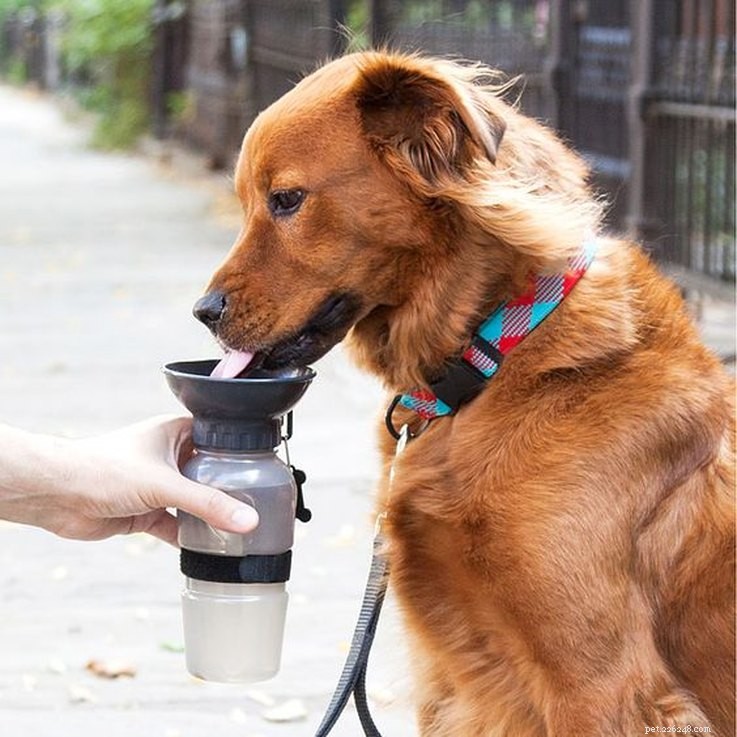 25 Must‑Have Stocking Stuffers to Delight Your Pet