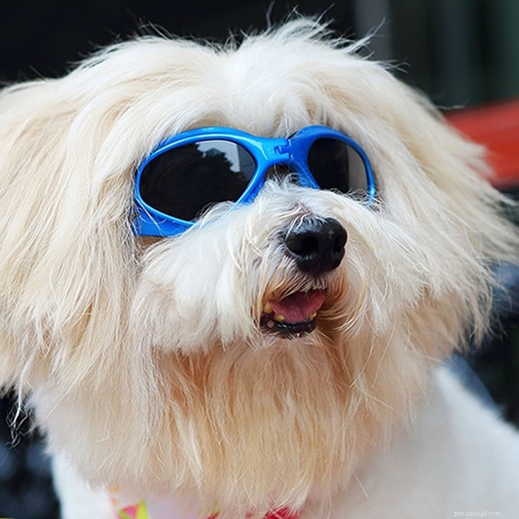 25 Must‑Have Stocking Stuffers to Delight Your Pet