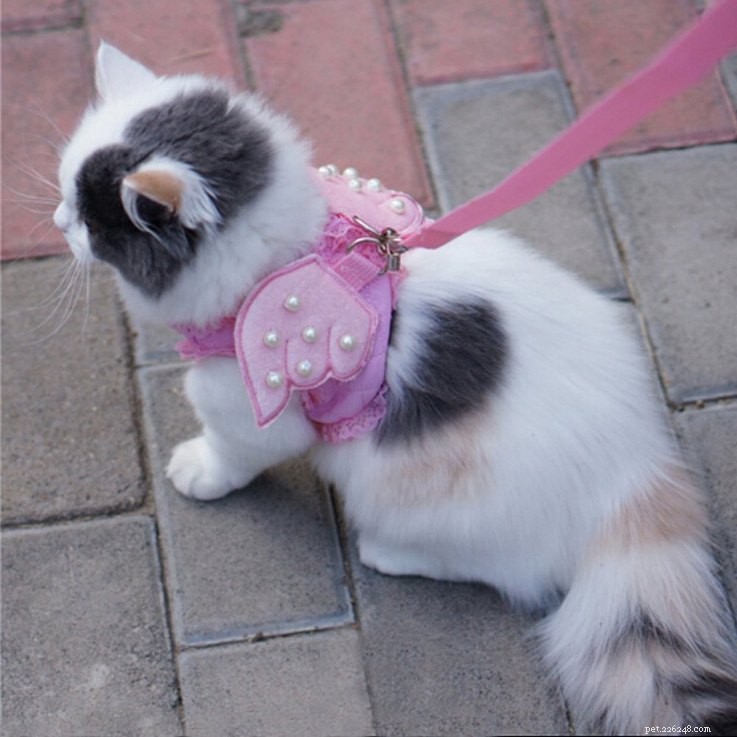 25 Must‑Have Stocking Stuffers to Delight Your Pet