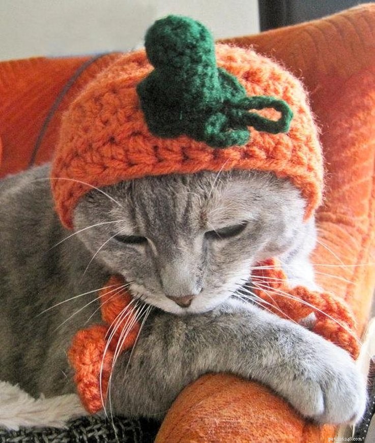 20 Creative DIY Cat Costumes to Make at Home