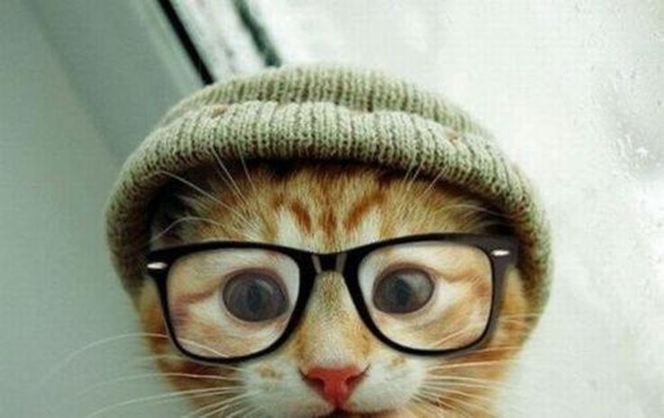 20 Creative DIY Cat Costumes to Make at Home
