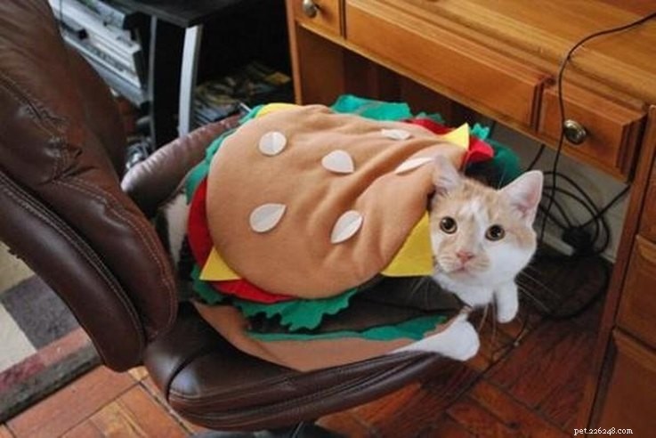 20 Creative DIY Cat Costumes to Make at Home