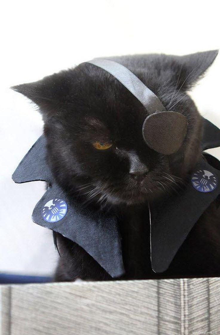 20 Creative DIY Cat Costumes to Make at Home