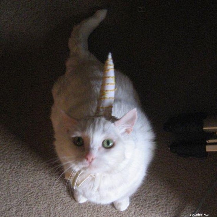 20 Creative DIY Cat Costumes to Make at Home