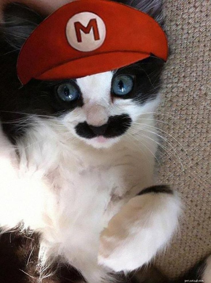 20 Creative DIY Cat Costumes to Make at Home