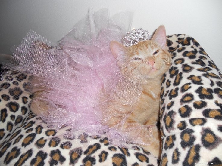 20 Creative DIY Cat Costumes to Make at Home