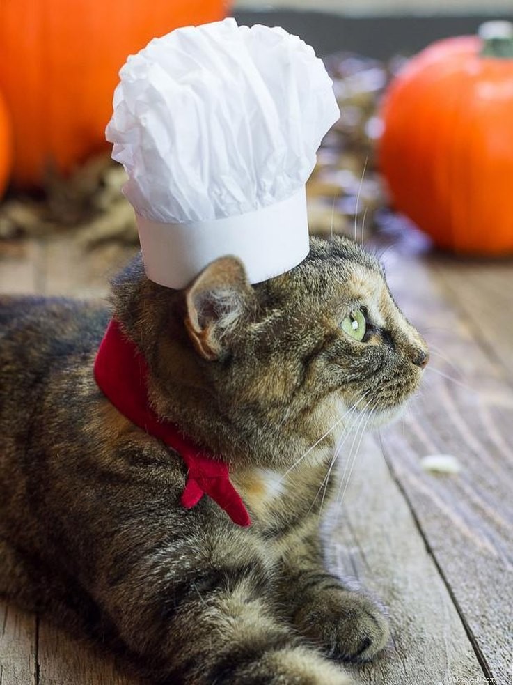 20 Creative DIY Cat Costumes to Make at Home