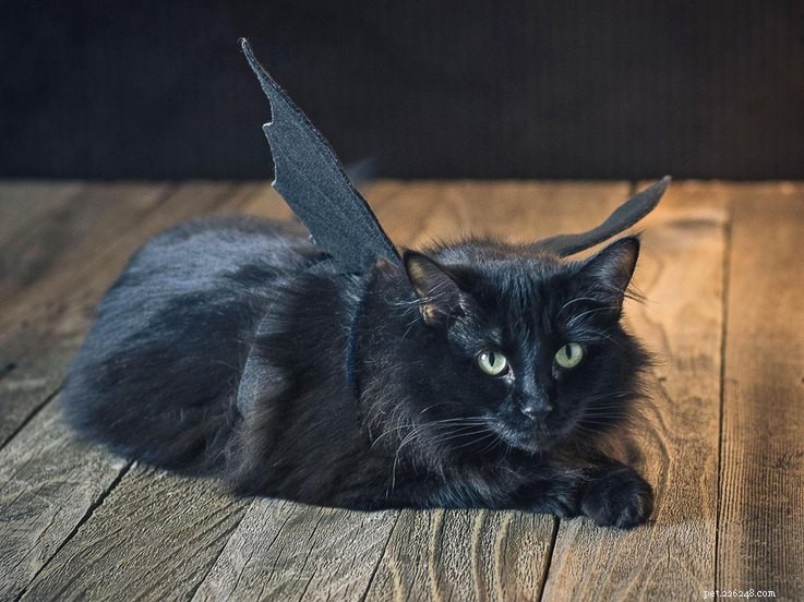 20 Creative DIY Cat Costumes to Make at Home