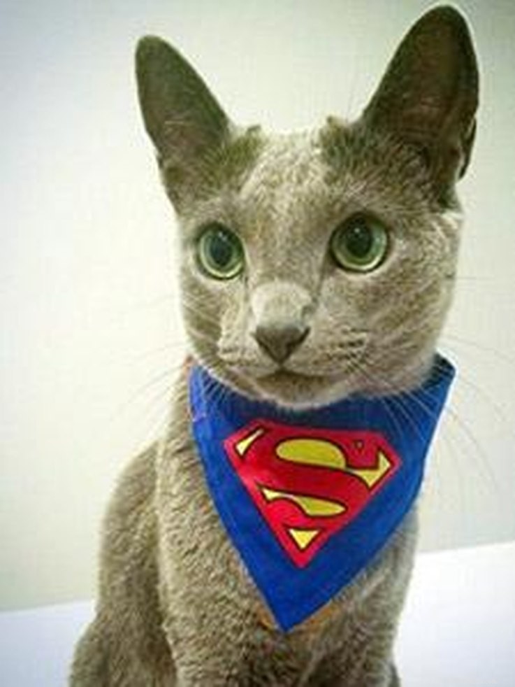 20 Creative DIY Cat Costumes to Make at Home