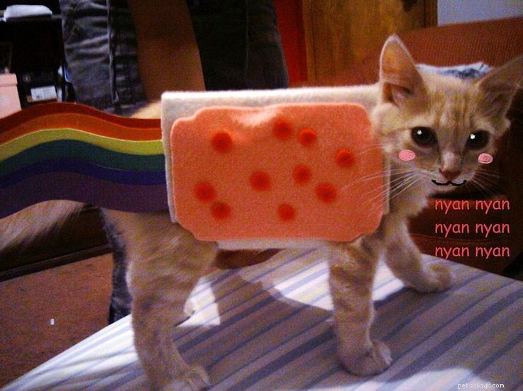 20 Creative DIY Cat Costumes to Make at Home