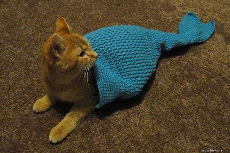 20 Creative DIY Cat Costumes to Make at Home
