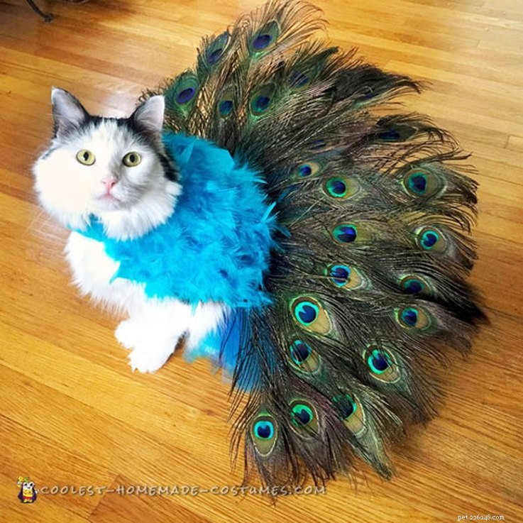 20 Creative DIY Cat Costumes to Make at Home