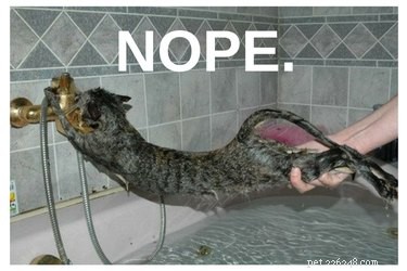 10 Things Cats Absolutely Hate (And How to Avoid Them)