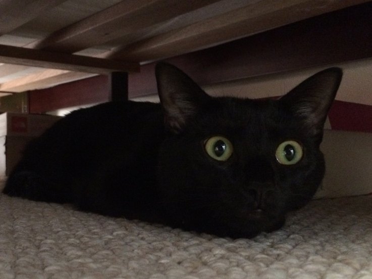 10 Things Cats Absolutely Hate (And How to Avoid Them)