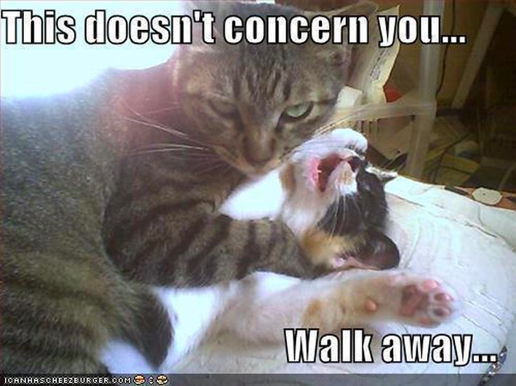 10 Things Cats Absolutely Hate (And How to Avoid Them)