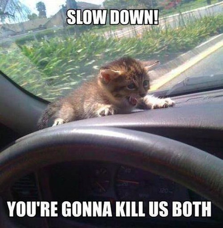 10 Things Cats Absolutely Hate (And How to Avoid Them)