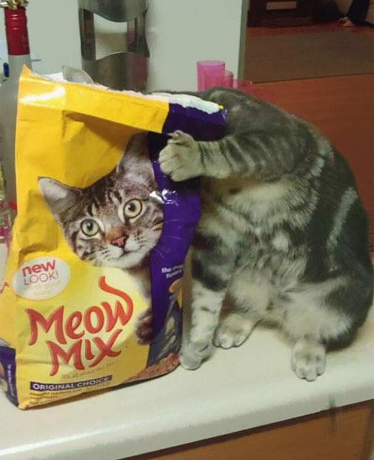 10 Things Cats Absolutely Hate (And How to Avoid Them)