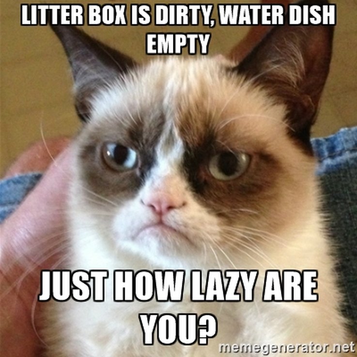 10 Things Cats Absolutely Hate (And How to Avoid Them)