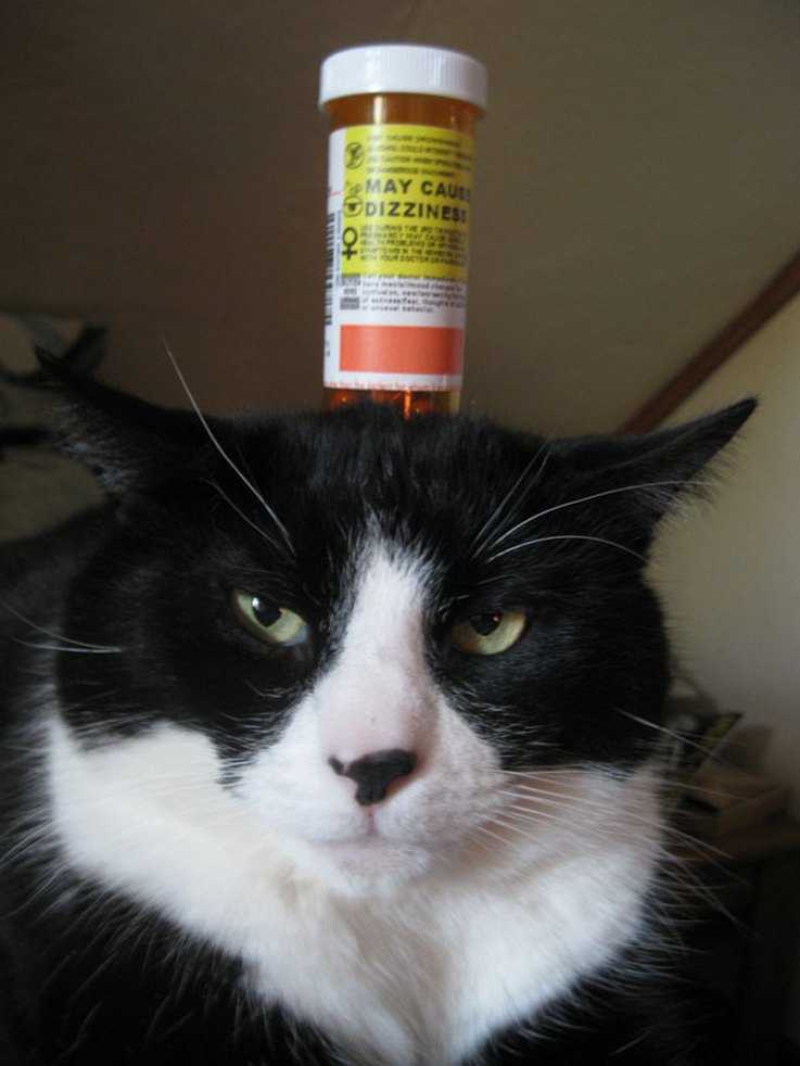 10 Things Cats Absolutely Hate (And How to Avoid Them)