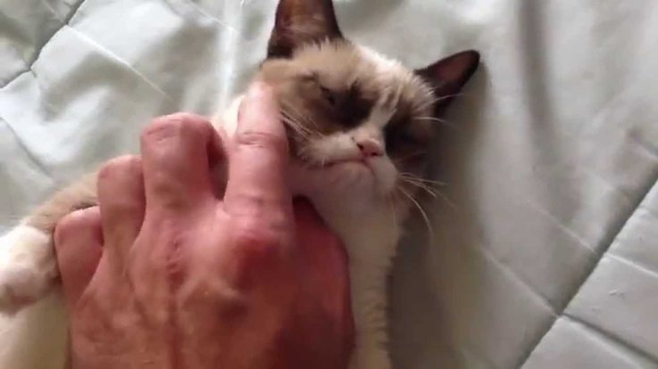 10 Things Cats Absolutely Hate (And How to Avoid Them)