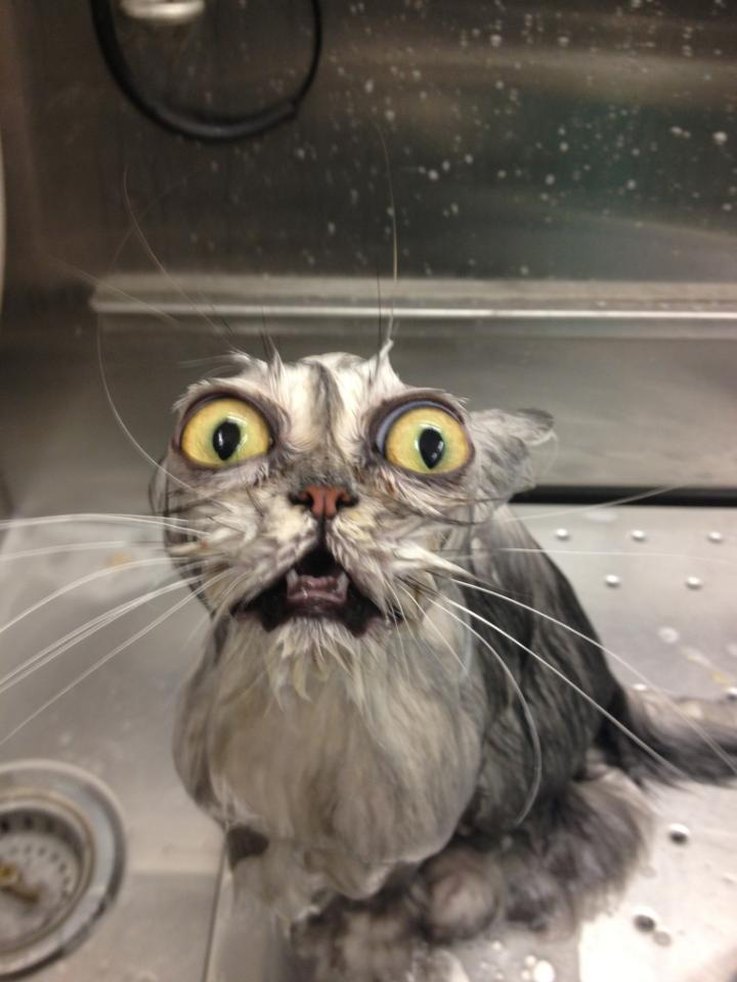 10 Things Cats Absolutely Hate (And How to Avoid Them)