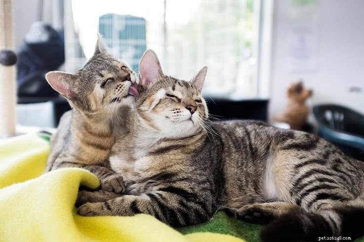 Cats Born Without Eyelids Get a Second Chance at Vision: Felix and Dora’s Heart‑Warming Rescue