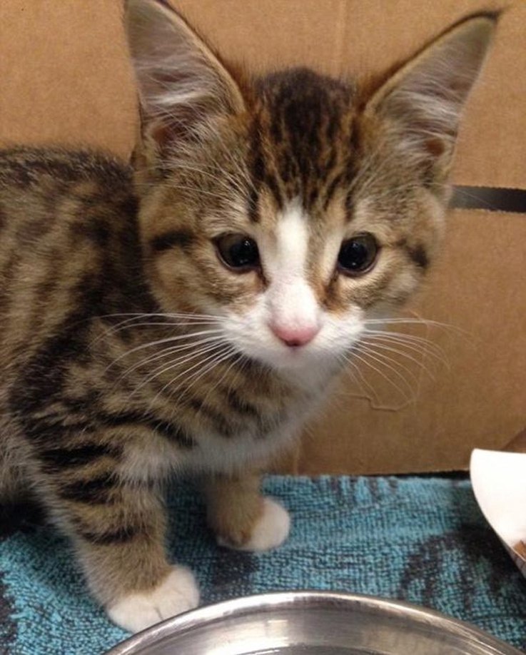Cats Born Without Eyelids Get a Second Chance at Vision: Felix and Dora’s Heart‑Warming Rescue