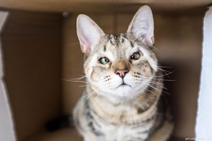 Cats Born Without Eyelids Get a Second Chance at Vision: Felix and Dora’s Heart‑Warming Rescue