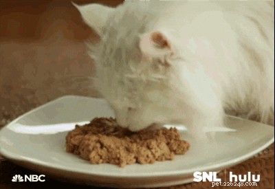 10 Proven Ways to Earn Your Cat s Undying Love