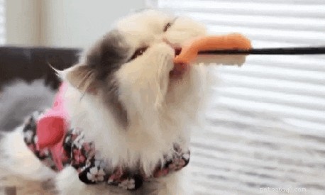 10 Proven Ways to Earn Your Cat s Undying Love