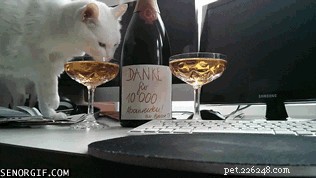 10 Proven Ways to Earn Your Cat s Undying Love