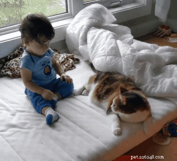 10 Proven Ways to Earn Your Cat s Undying Love