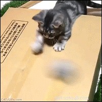 10 Proven Ways to Earn Your Cat s Undying Love