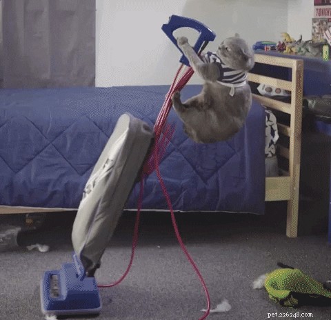 10 Proven Ways to Earn Your Cat s Undying Love