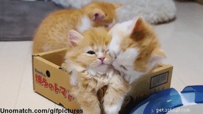 10 Proven Ways to Earn Your Cat s Undying Love