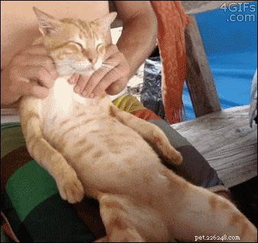 10 Proven Ways to Earn Your Cat s Undying Love