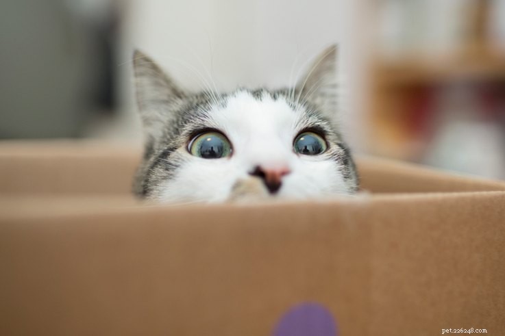 Your Cat Is More Independent Than You Think: What That Means for Your Relationship