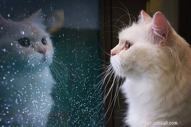 Your Cat Is More Independent Than You Think: What That Means for Your Relationship