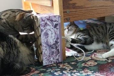15 Simple DIY Cat Toys Your Feline Will Love