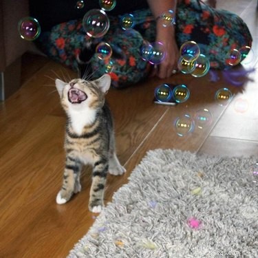 15 Simple DIY Cat Toys Your Feline Will Love