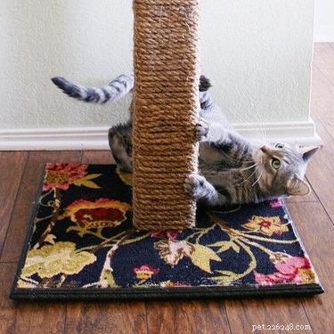 15 Simple DIY Cat Toys Your Feline Will Love